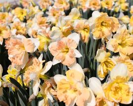Narcis 'Apple Pie'