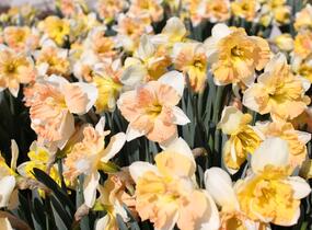 Narcis 'Apple Pie' - Narcissus 'Apple Pie'