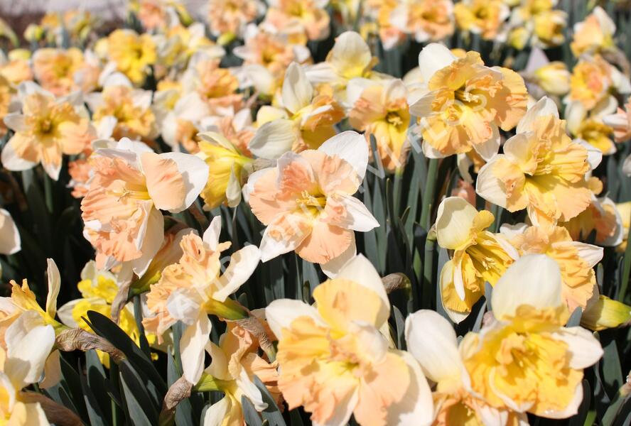 Narcis 'Apple Pie' - Narcissus 'Apple Pie'