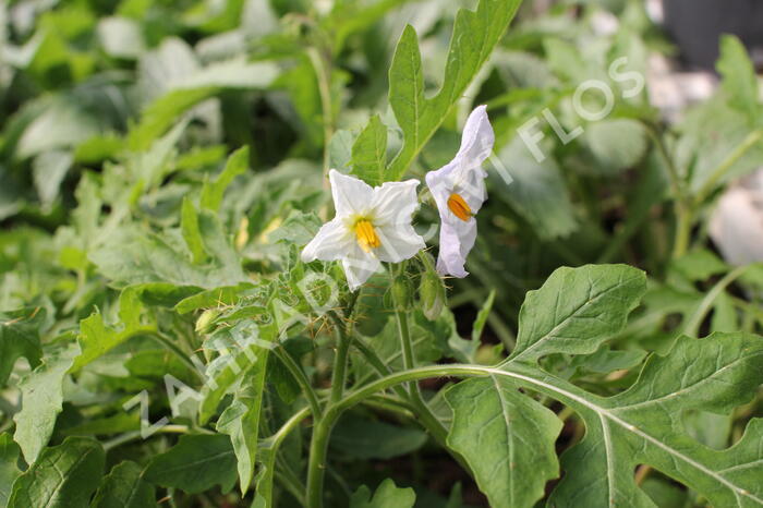 Lilek hulevníkolistý (Rajče liči) 'StarBenas®' - Solanum sisymbriifolium 'StarBenas®'