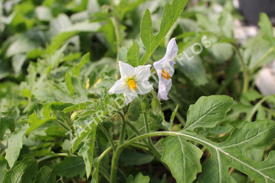 Lilek hulevníkolistý (Rajče liči) 'StarBenas®' - Solanum sisymbriifolium 'StarBenas®'