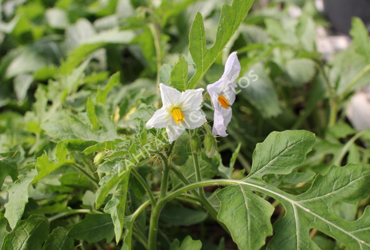 Lilek hulevníkolistý (Rajče liči) 'StarBenas®' - Solanum sisymbriifolium 'StarBenas®'
