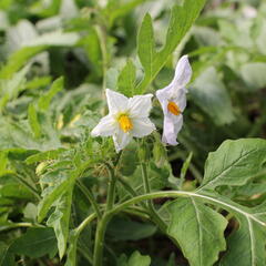 Lilek hulevníkolistý (Rajče liči) 'StarBenas®' - Solanum sisymbriifolium 'StarBenas®'