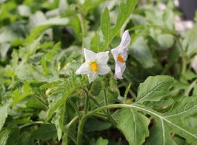 Lilek hulevníkolistý (Rajče liči) 'StarBenas®' - Solanum sisymbriifolium 'StarBenas®'