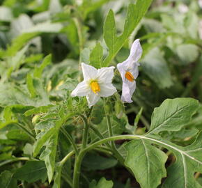 Lilek hulevníkolistý (Rajče liči) 'StarBenas®' - Solanum sisymbriifolium 'StarBenas®'