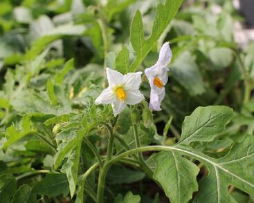 Lilek hulevníkolistý (Rajče liči) 'StarBenas®'
