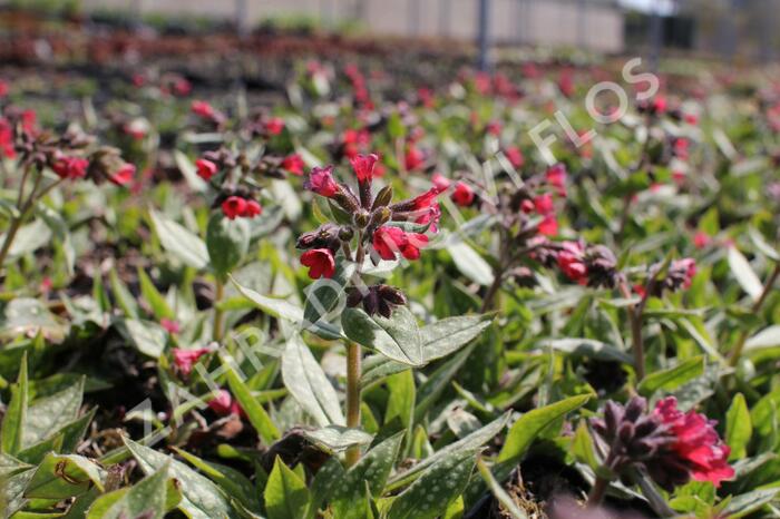 Plicník 'Shrimps on the Barbie' - Pulmonaria 'Shrimps on the Barbie'®