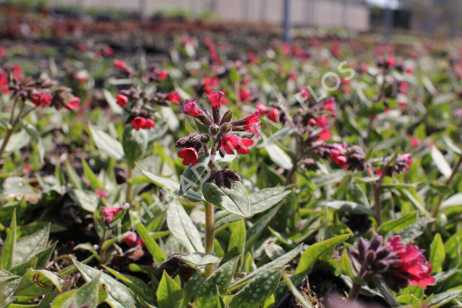 Plicník 'Shrimps on the Barbie' - Pulmonaria 'Shrimps on the Barbie'®