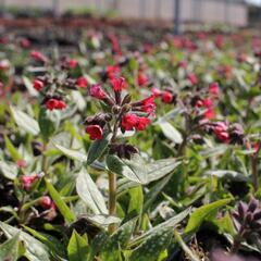 Plicník 'Shrimps on the Barbie' - Pulmonaria 'Shrimps on the Barbie'®