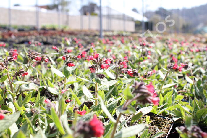 Plicník 'Shrimps on the Barbie' - Pulmonaria 'Shrimps on the Barbie'®
