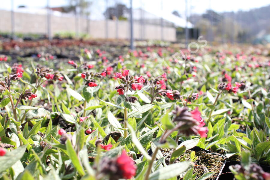 Plicník 'Shrimps on the Barbie' - Pulmonaria 'Shrimps on the Barbie'®
