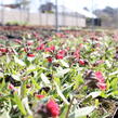 Plicník 'Shrimps on the Barbie' - Pulmonaria 'Shrimps on the Barbie'®