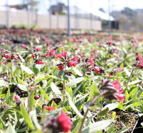 Plicník 'Shrimps on the Barbie' - Pulmonaria 'Shrimps on the Barbie'®