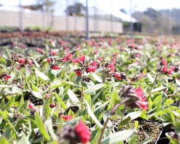 Plicník 'Shrimps on the Barbie'