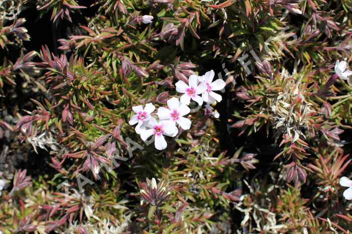 Plamenka šídlovitá 'Coral Eye' - Phlox subulata 'Coral Eye'