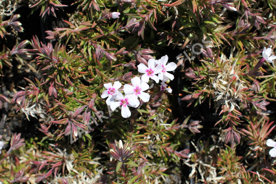 Plamenka šídlovitá 'Coral Eye' - Phlox subulata 'Coral Eye'