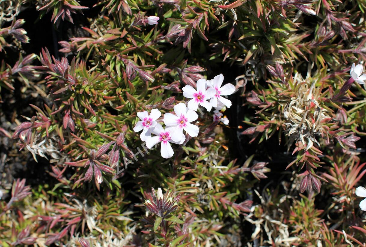 Plamenka šídlovitá 'Coral Eye' - Phlox subulata 'Coral Eye'