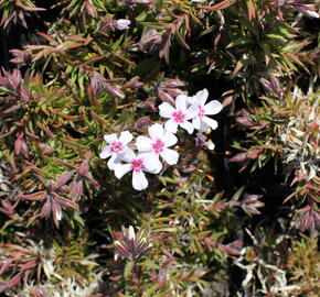 Plamenka šídlovitá 'Coral Eye' - Phlox subulata 'Coral Eye'