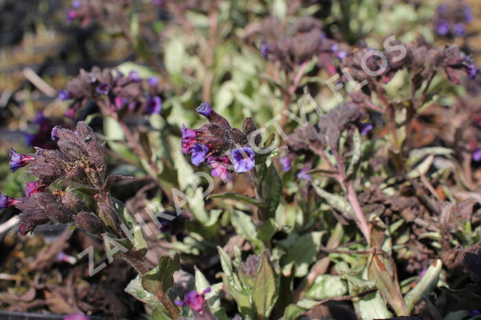 Plicník 'Diana Clare' - Pulmonaria longifolia 'Diana Clare'