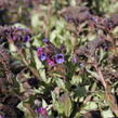 Plicník 'Diana Clare' - Pulmonaria longifolia 'Diana Clare'