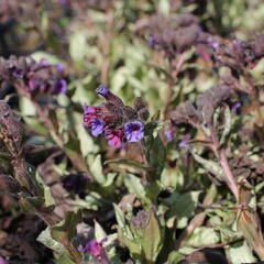 Plicník 'Diana Clare' - Pulmonaria longifolia 'Diana Clare'