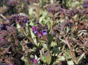 Plicník 'Diana Clare' - Pulmonaria longifolia 'Diana Clare'