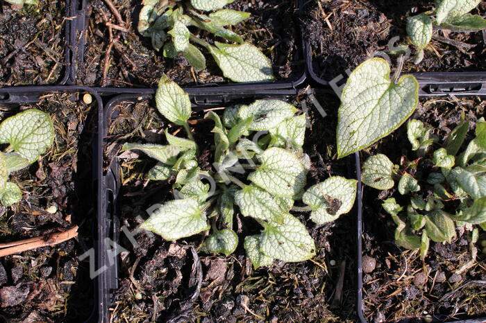Pomněnkovec velkolistý 'Silver Heart' - Brunnera macrophylla 'Silver Heart'