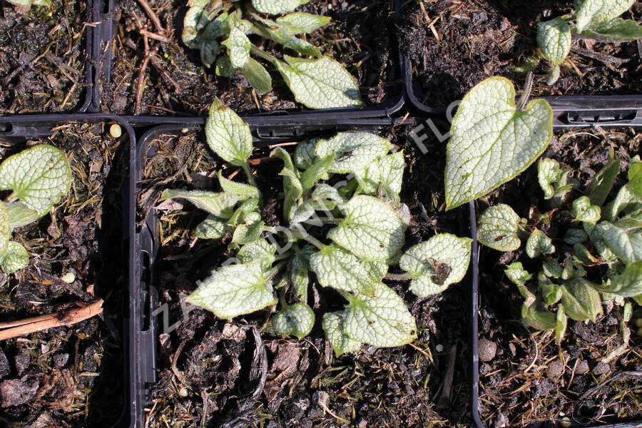 Pomněnkovec velkolistý 'Silver Heart' - Brunnera macrophylla 'Silver Heart'