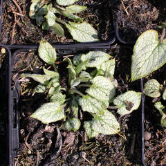 Pomněnkovec velkolistý 'Silver Heart' - Brunnera macrophylla 'Silver Heart'