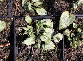 Pomněnkovec velkolistý 'Silver Heart' - Brunnera macrophylla 'Silver Heart'