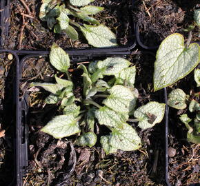 Pomněnkovec velkolistý 'Silver Heart' - Brunnera macrophylla 'Silver Heart'