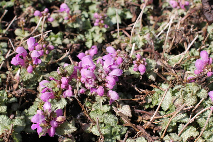 Hluchavka skvrnitá 'Orchid Frost' - Lamium maculatum 'Orchid Frost'