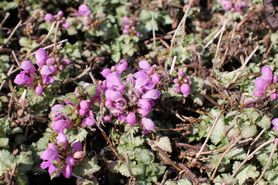 Hluchavka skvrnitá 'Orchid Frost' - Lamium maculatum 'Orchid Frost'