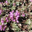 Hluchavka skvrnitá 'Orchid Frost' - Lamium maculatum 'Orchid Frost'