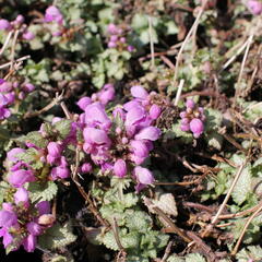 Hluchavka skvrnitá 'Orchid Frost' - Lamium maculatum 'Orchid Frost'