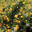 Dřišťál zimostrázový 'Nana' - Berberis buxifolia 'Nana'