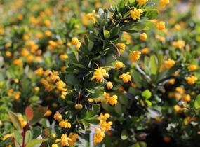 Dřišťál zimostrázový 'Nana' - Berberis buxifolia 'Nana'