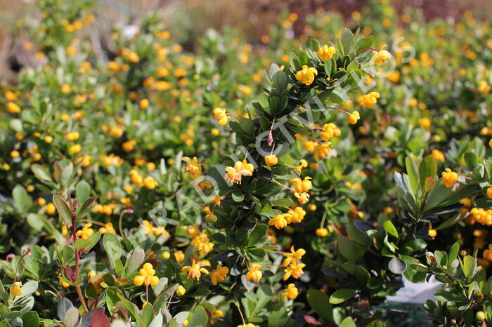 Dřišťál zimostrázový 'Nana' - Berberis buxifolia 'Nana'