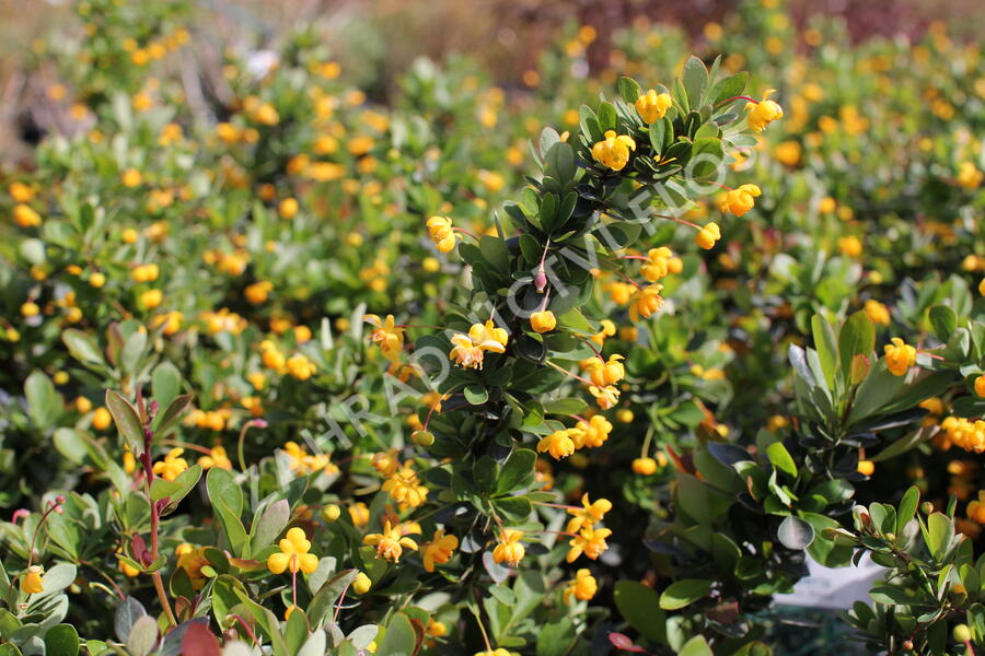 Dřišťál zimostrázový 'Nana' - Berberis buxifolia 'Nana'