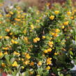 Dřišťál zimostrázový 'Nana' - Berberis buxifolia 'Nana'