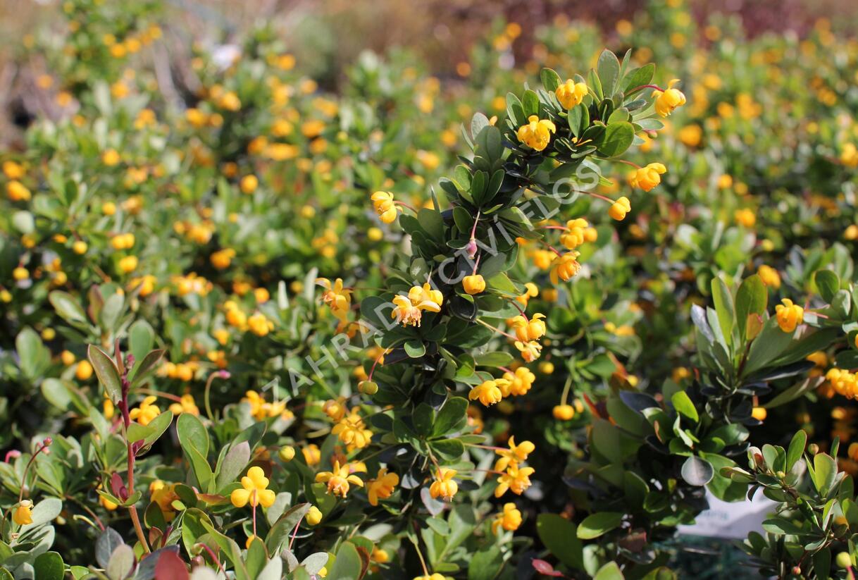 Dřišťál zimostrázový 'Nana' - Berberis buxifolia 'Nana'