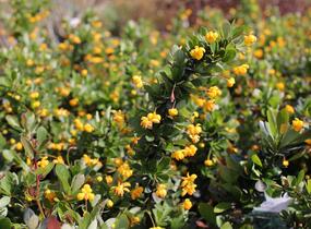 Dřišťál zimostrázový 'Nana' - Berberis buxifolia 'Nana'