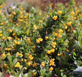 Dřišťál zimostrázový 'Nana' - Berberis buxifolia 'Nana'