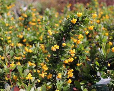 Dřišťál zimostrázový 'Nana'