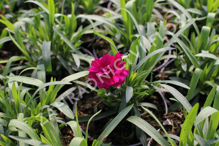Hvozdík karafiát 'Sw.P. Purple Picotee' - Dianthus caryophyllus 'Sw.P. Purple Picotee'
