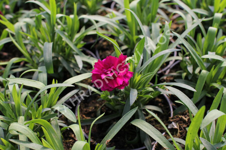Hvozdík karafiát 'Sw.P. Purple Picotee' - Dianthus caryophyllus 'Sw.P. Purple Picotee'