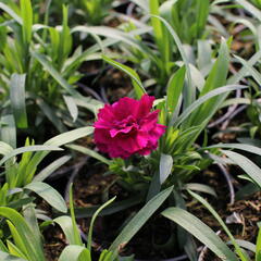 Hvozdík karafiát 'Sw.P. Purple Picotee' - Dianthus caryophyllus 'Sw.P. Purple Picotee'