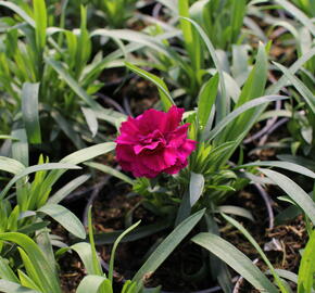 Hvozdík karafiát 'Sw.P. Purple Picotee' - Dianthus caryophyllus 'Sw.P. Purple Picotee'