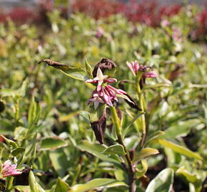 Lýkovec 'Aureomarginata' - Daphne odora 'Aureomarginata'