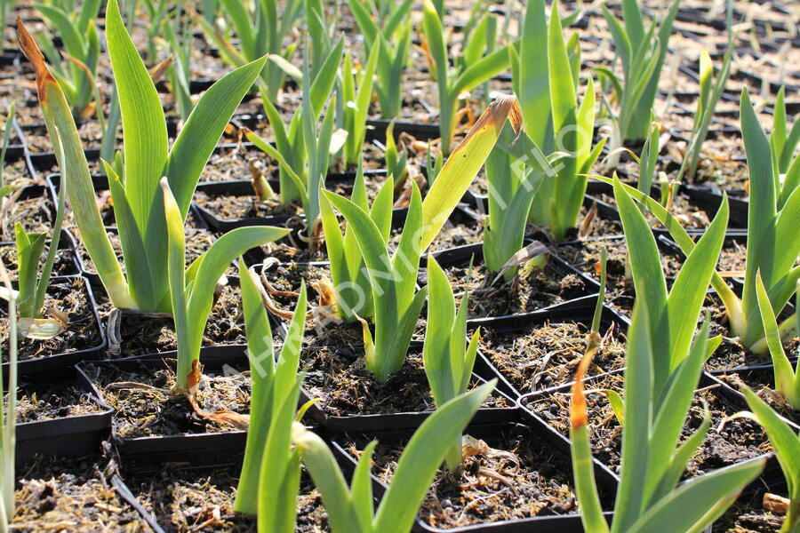 Kosatec německý 'Boule de Neige' - Iris barbata-elatior 'Boule de Neige'